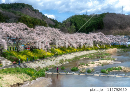 夏井千本桜 満開の桜並木 夏井千本桜 満開の桜並木 113792680