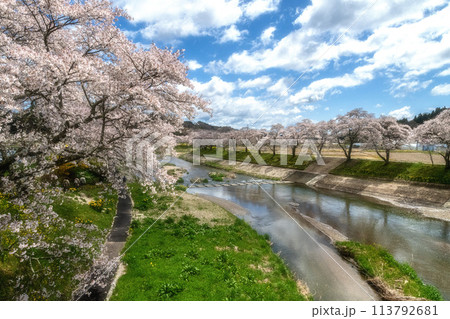 夏井千本桜 満開の桜並木 夏井千本桜 満開の桜並木 113792681