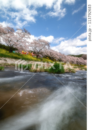 夏井千本桜　満開の桜並木 113792683