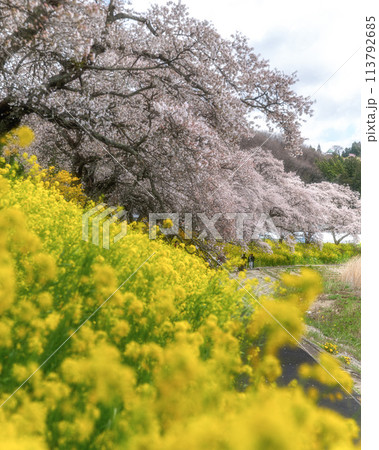 夏井千本桜 満開の桜並木 夏井千本桜 満開の桜並木 113792685