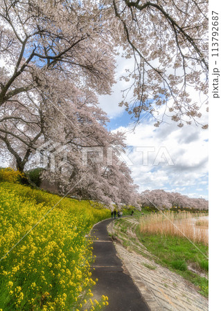 夏井千本桜 満開の桜並木 夏井千本桜 満開の桜並木 113792687