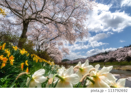 夏井千本桜　満開の桜並木 113792692