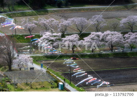 夏井千本桜 満開の桜並木 夏井千本桜 満開の桜並木 113792700