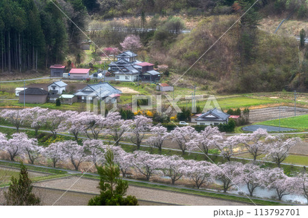 夏井千本桜 満開の桜並木 夏井千本桜 満開の桜並木 113792701