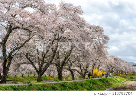 夏井千本桜 満開の桜並木 夏井千本桜 満開の桜並木 113792704