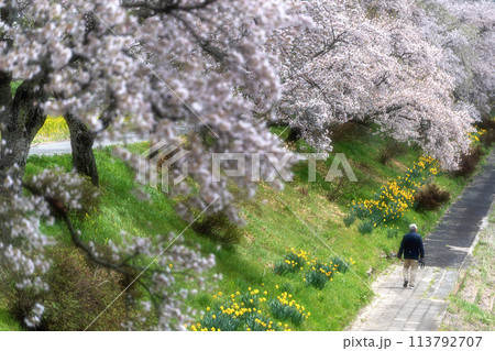 夏井千本桜 満開の桜並木 夏井千本桜 満開の桜並木 113792707