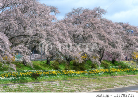 夏井千本桜　満開の桜並木 113792715