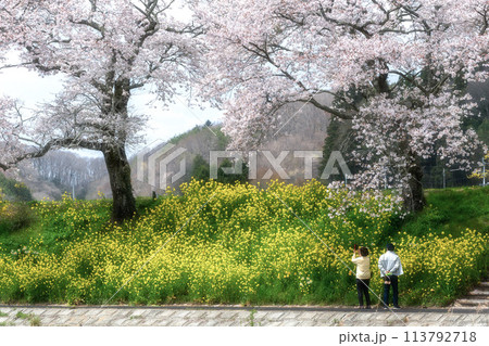 夏井千本桜　満開の桜並木 113792718