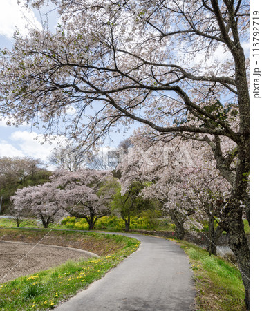 夏井千本桜　満開の桜並木 113792719