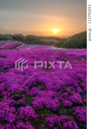 市貝町芝ざくら公園 満開の芝桜咲き誇る朝 市貝町芝ざくら公園 満開の芝桜咲き誇る朝 113792851