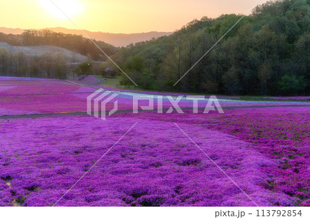 市貝町芝ざくら公園 満開の芝桜咲き誇る朝 市貝町芝ざくら公園 満開の芝桜咲き誇る朝 113792854
