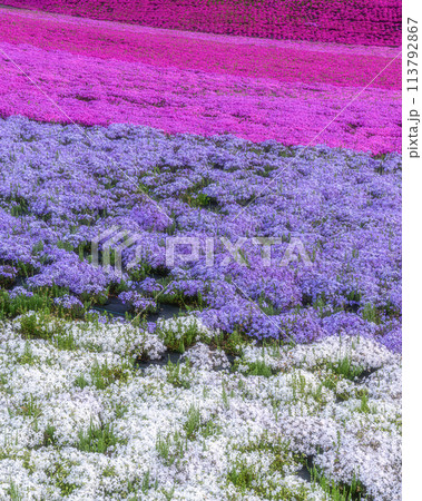 市貝町芝ざくら公園 満開の芝桜咲き誇る朝 市貝町芝ざくら公園 満開の芝桜咲き誇る朝 113792867