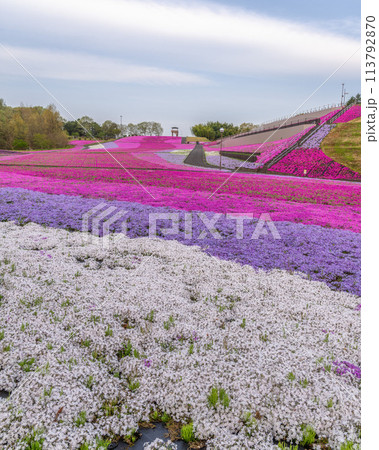 市貝町芝ざくら公園 満開の芝桜咲き誇る朝 市貝町芝ざくら公園 満開の芝桜咲き誇る朝 113792870