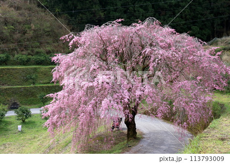 頓定のしだれ桜 山里に咲く(高知県 香美市) 頓定のしだれ桜 山里に咲く(高知県 香美市) 113793009