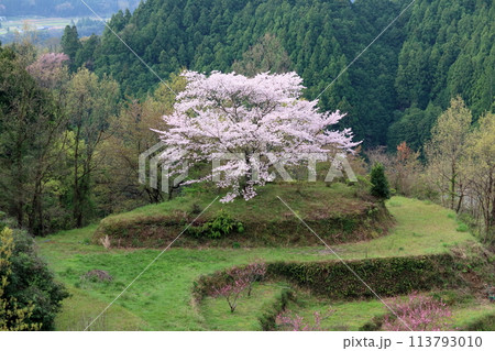 有瀬の一本桜　山里に咲く　（高知県　香美市） 113793010
