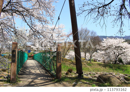 月夜野矢瀬親水公園・桜 月夜野矢瀬親水公園・桜 113793162