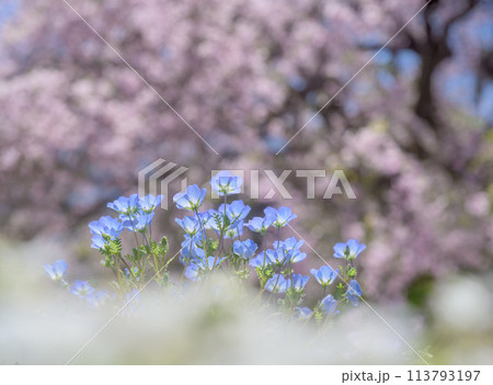 花壇のネモフィラ 113793197
