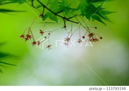 モミジの花 モミジの花 113793198
