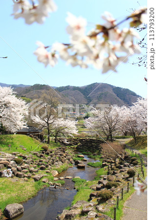 月夜野矢瀬親水公園・桜 月夜野矢瀬親水公園・桜 113793200