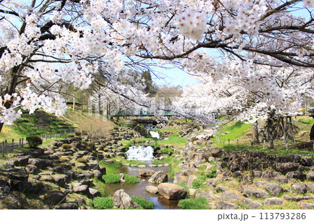 月夜野矢瀬親水公園・桜 113793286