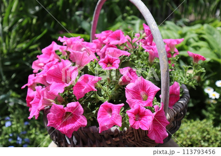 かごに植えたピンク色のサフィニアの花 113793456