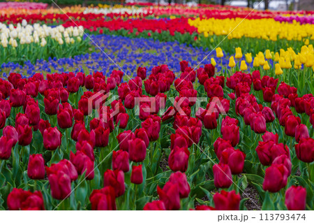 カラフルなチューリップ畑 113793474