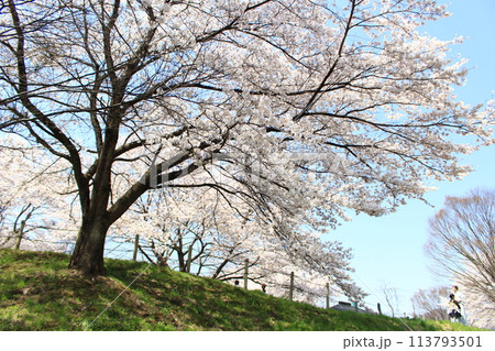 月夜野矢瀬親水公園・桜 月夜野矢瀬親水公園・桜 113793501