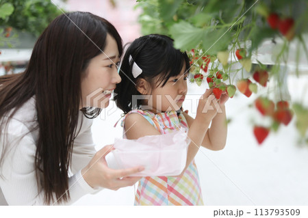イチゴ狩りを楽しむ親子 113793509
