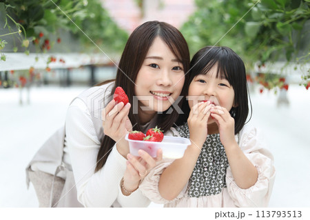 イチゴ狩りを楽しむ親子 イチゴ狩りを楽しむ親子 113793513