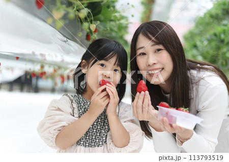 イチゴ狩りを楽しむ親子 イチゴ狩りを楽しむ親子 113793519