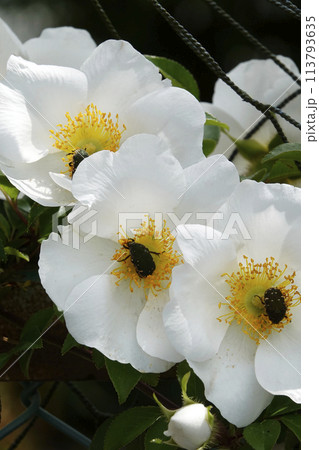 ナニワイバラの白い木花と昆虫のコアオハナムグリ ナニワイバラの白い木花と昆虫のコアオハナムグリ 113793635