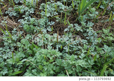 草餅やヨモギ団子の材料、ヨモギの若葉 草餅やヨモギ団子の材料、ヨモギの若葉 113793692