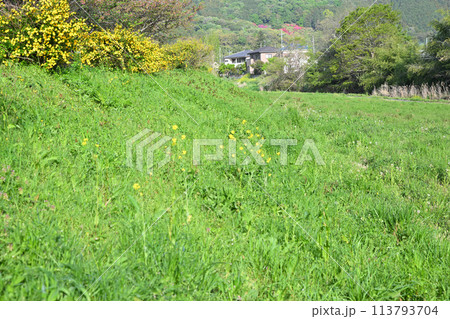 ヤマブキの花が咲くころ いこいの広場周辺 越辺川河川敷 ヤマブキの花が咲くころ いこいの広場周辺 越辺川河川敷 113793704