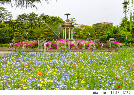 鶴舞公園の噴水塔のツツジとネモフィラ〈愛知県名古屋市〉 鶴舞公園の噴水塔のツツジとネモフィラ〈愛知県名古屋市〉 113793727