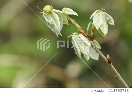 コナラの新芽 コナラの新芽 113793758