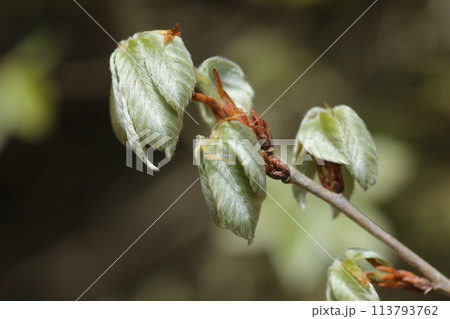 コナラの新芽 コナラの新芽 113793762