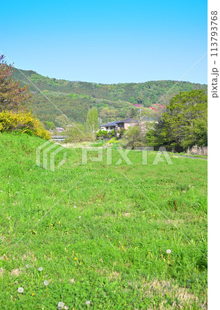 ヤマブキの花が咲くころ いこいの広場付近 越辺川河川敷 ヤマブキの花が咲くころ いこいの広場付近 越辺川河川敷 113793768