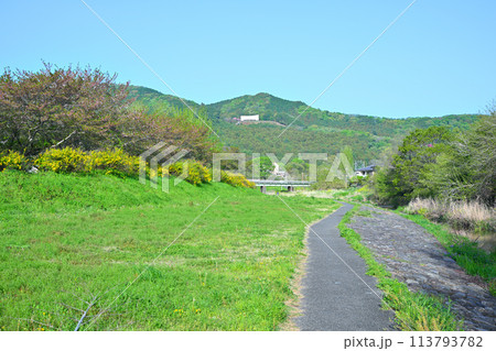 ヤマブキの花が咲くころ　いこいの広場付近　越辺川河川敷　　　 113793782