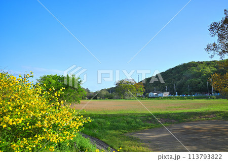 ヤマブキの花が咲くころ いこいの広場 越辺川沿い ヤマブキの花が咲くころ いこいの広場 越辺川沿い 113793822