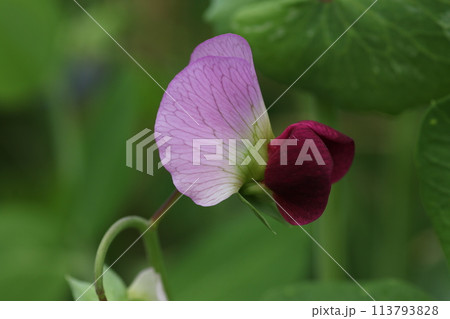 春の畑で咲く、サヤエンドウの花 113793828