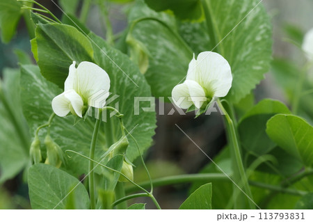 春の畑で咲く、サヤエンドウの花 春の畑で咲く、サヤエンドウの花 113793831