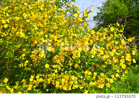 満開のヤマブキの花 いこいの広場 越生町 満開のヤマブキの花 いこいの広場 越生町 113793870