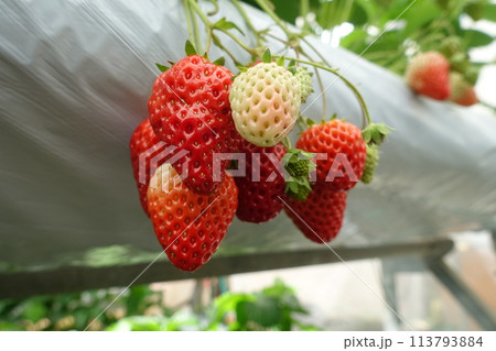 いちご狩り 実ったいちご いちご狩り 実ったいちご 113793884