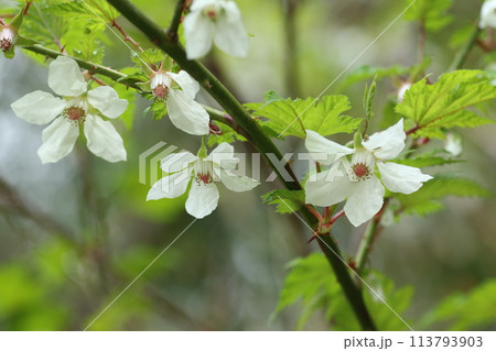 春の道端や野原で咲く、モミジイチゴの白い花 春の道端や野原で咲く、モミジイチゴの白い花 113793903