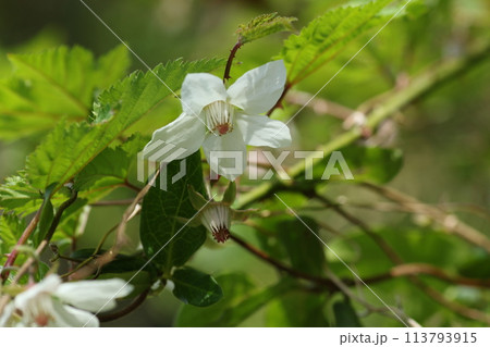 春の道端や野原で咲く、モミジイチゴの白い花 113793915