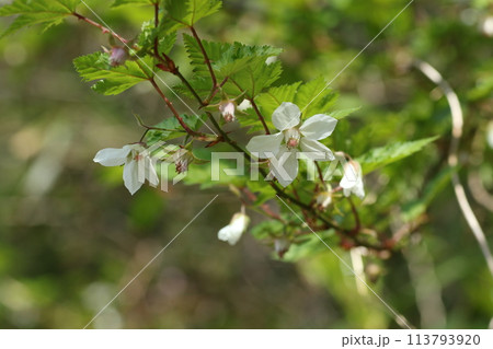 春の道端や野原で咲く、モミジイチゴの白い花 春の道端や野原で咲く、モミジイチゴの白い花 113793920