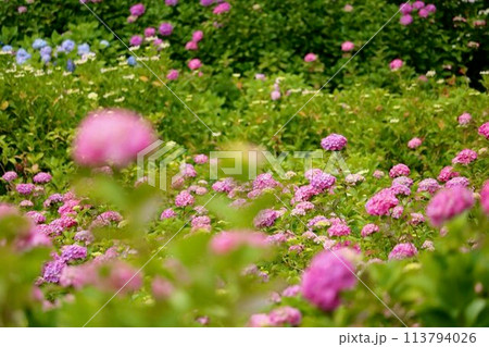 服部農園あじさい屋敷 113794026