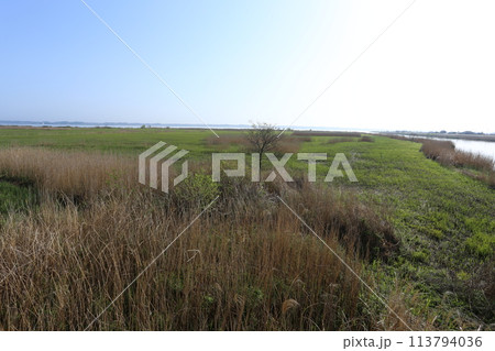 春に芽吹き始めた、茅場のヨシ 春に芽吹き始めた、茅場のヨシ 113794036