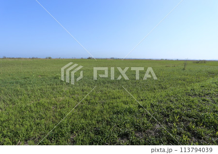 春に芽吹き始めた、茅場のヨシ 春に芽吹き始めた、茅場のヨシ 113794039