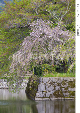 咲き始めの枝垂桜の花 シダレザクラ 咲き始めの枝垂桜の花 シダレザクラ 113794074